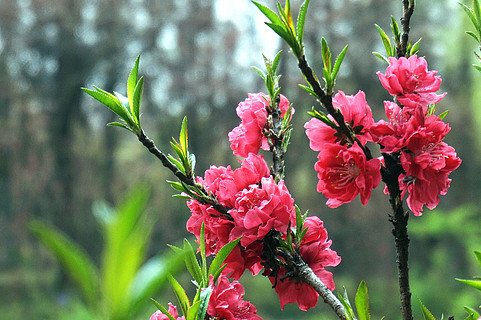 春框:陳年灰石背景上櫻桃桃花盛開的枝條花園裡盛開的野桃.