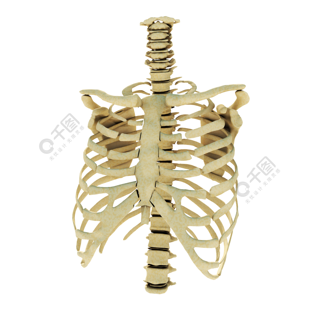 胸椎 立体图形图片