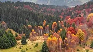 秋天的概念。秋雾山多色针叶树航拍.