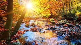 秋季景观与森林溪流