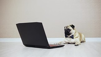 一只可爱的小狗看<i>着</i>一台笔记本电脑的屏幕