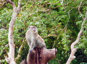 马来西亚槟城的一只小猕猴