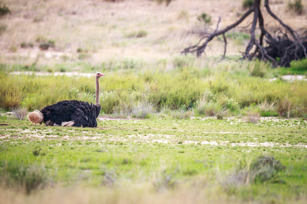 Ϸ Kgalagadi Transfrontier Park ɳԡ