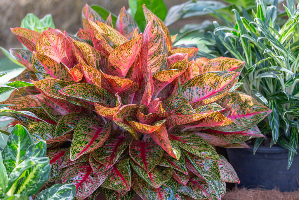 ԰ɫ Aglaonema ֲװκũҵƵɫֲ