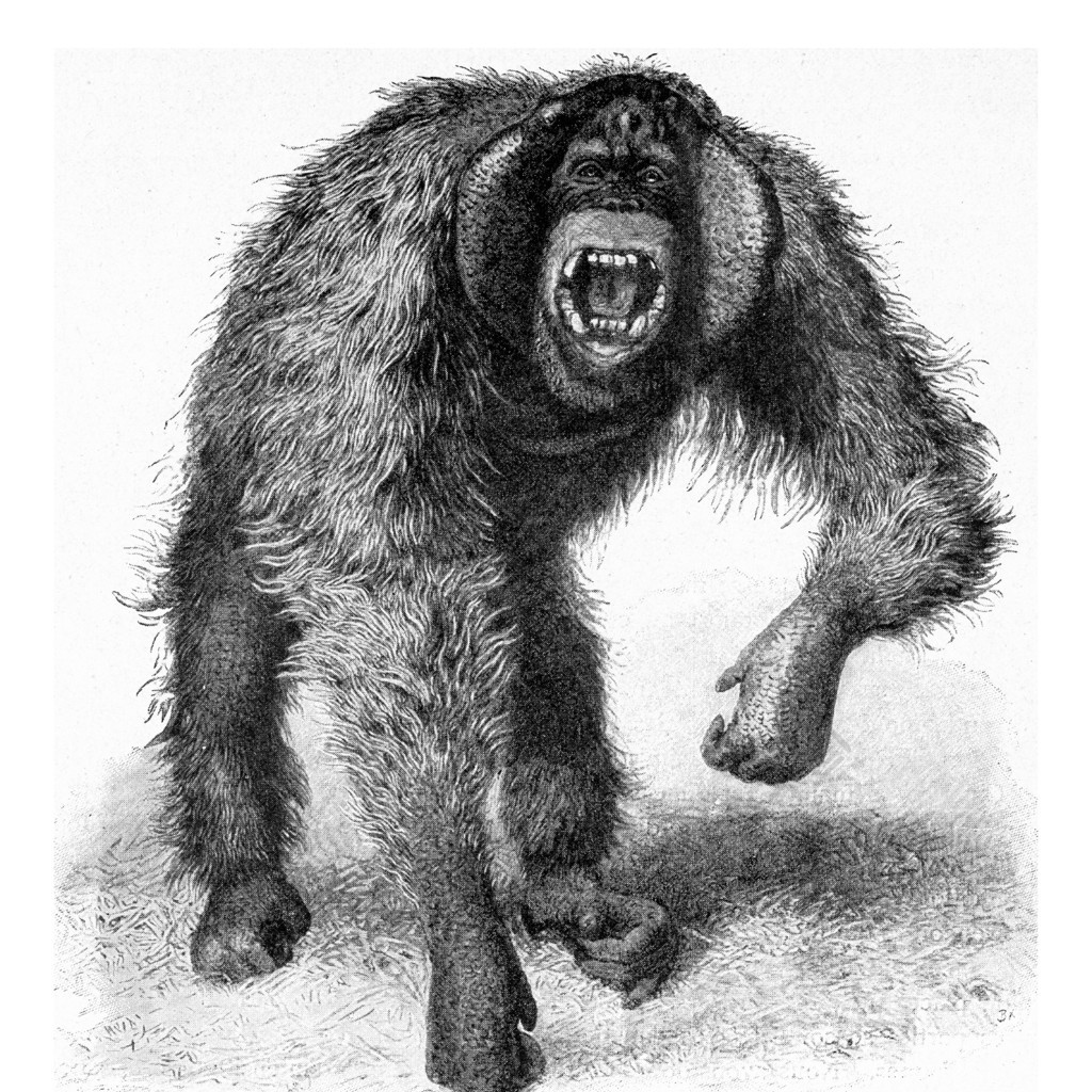 红毛猩猩成年男性复古雕刻插图来自宇宙和人类1910年