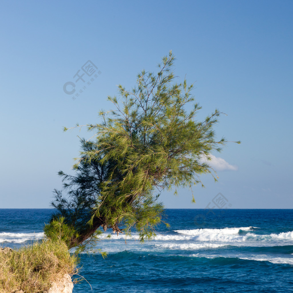 单棵耐寒的树紧贴着悬在波涛汹涌的大海上的悬崖面