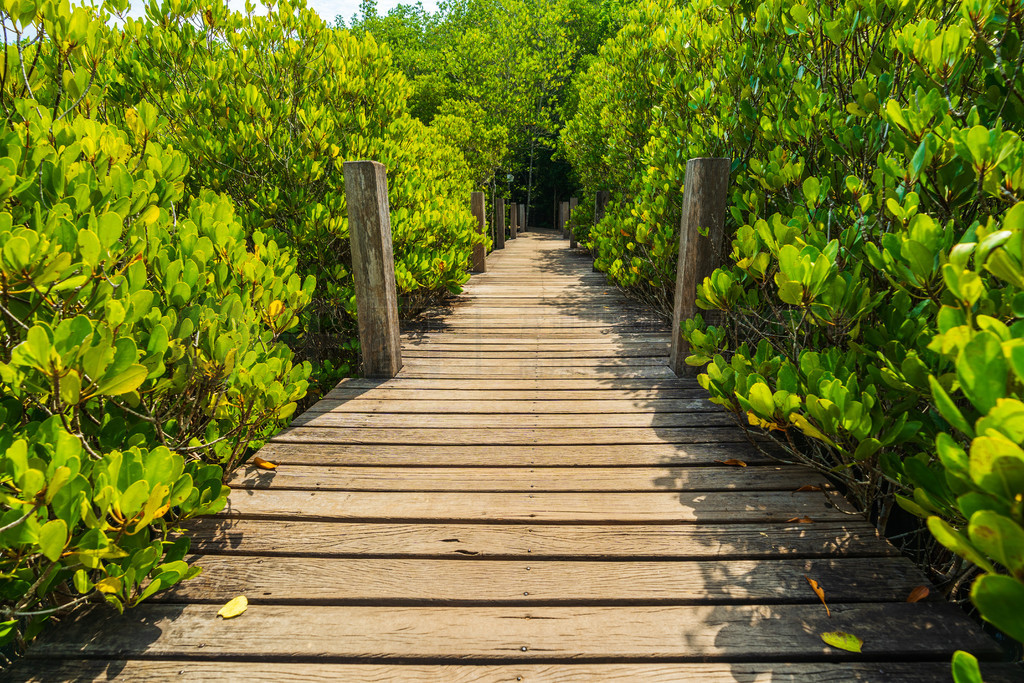 ̩ʡ Tung Prong Thong  Golden Mangrove Field ľ