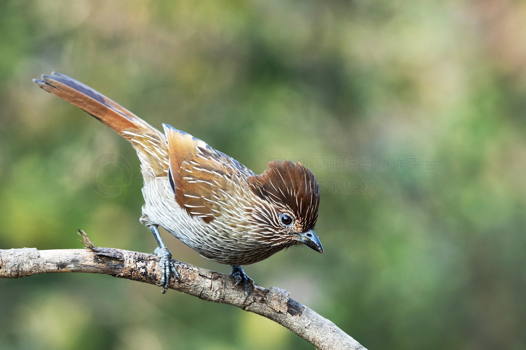 Ц, Garrulax striatus, Sattal, Nainital Uttarakhand, ӡ