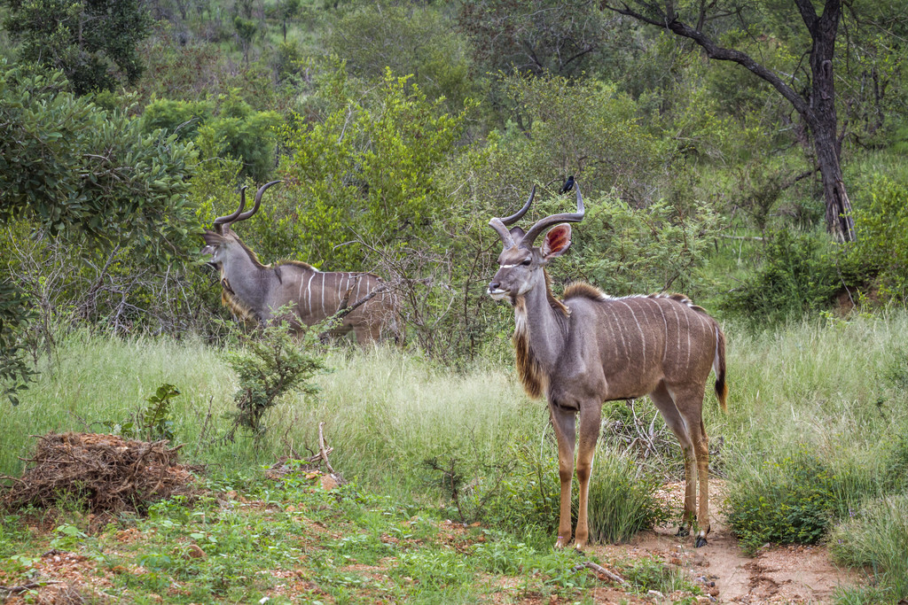 Ϸǿ³ҹ԰ɫԭϵֻ磻ţƵ Tragelaphus strepsiceros 塣Ϸǿ³ҹ԰Ĵ