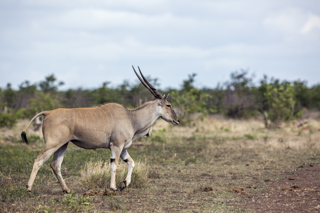 Ϸǿ³ҹ԰ͨǹ Taurotragus oryx ţơϷǿ³ҹ԰ͨ