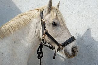 一匹美丽的白<i>马</i>的肖像