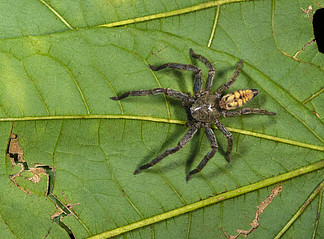 亨斯 i>邁 /i>蜘蛛 sparassidae,加羅山,梅加拉亞邦,印度