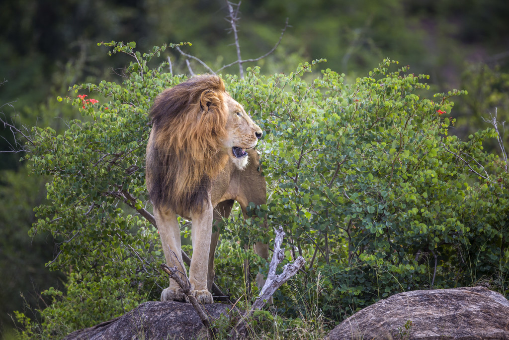 ʨվϷǿ³ҹ԰ʯϣèƵ Panthera leo 塣Ϸǿ³ҹ԰ķʨ