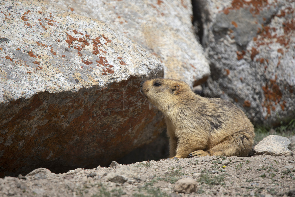 β̡Marmota caudataKharduglaӺͿʲ׶ӡ