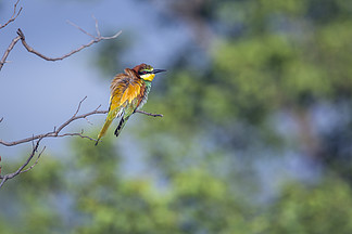 南非克鲁格国家公园的欧洲食蜂鸟美容； Meropidae 的物种家庭 Merops apiaster。南非克鲁格国家公园的欧洲食蜂鸟