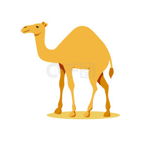 骆驼。矢量图
