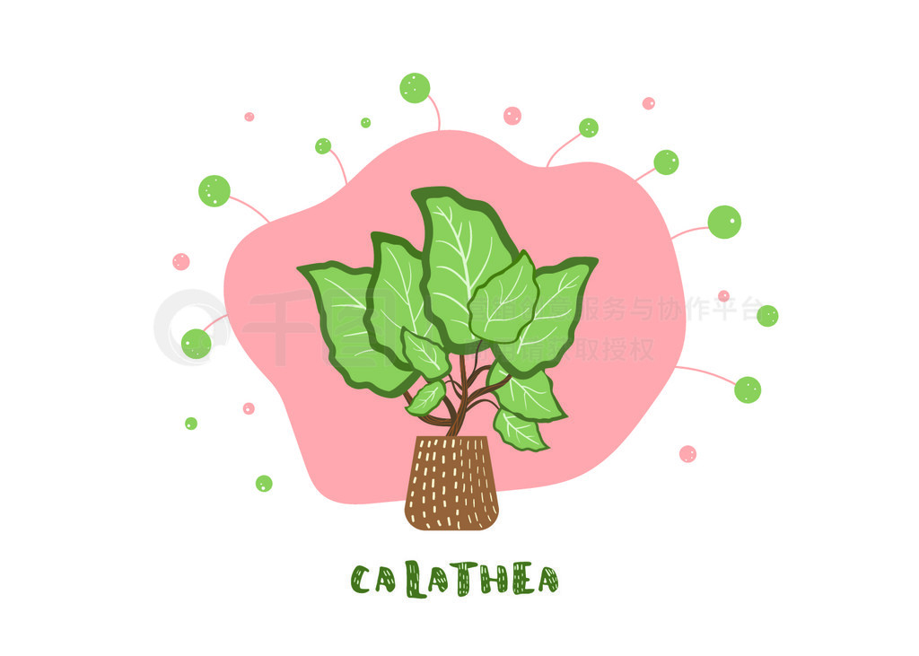 Calathea ֲڻϣֺװΡƽʸͼ