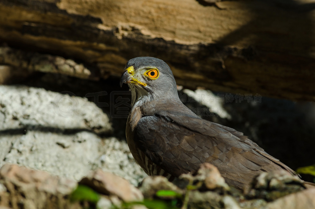 ̩Ȼеķͷӥ (Accipiter trivirgatus)