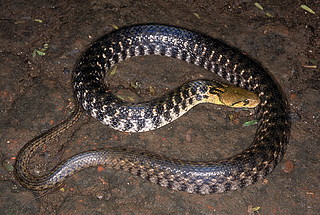 Xenochrophis piscator 方格龟背水蛇。无毒。在印度马哈拉施特拉邦浦那（=普纳区）附近拍摄。