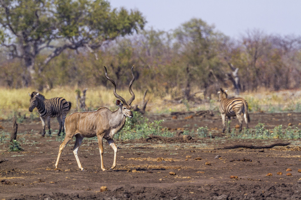 Ϸǿ³ҹ԰Ĵ磻ţƵ Tragelaphus strepsiceros 塣Ϸǿ³ҹ԰Ĵ