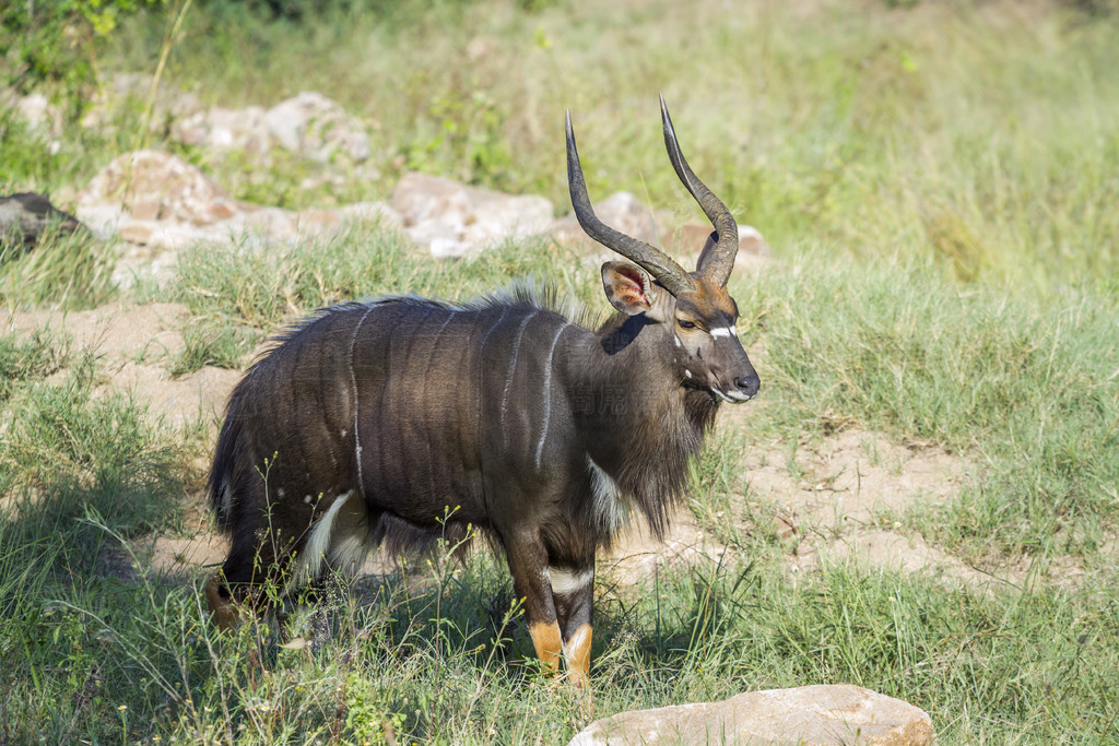 Ϸǿ³ҹ԰ǹţƵ Tragelaphus angasii 塣Ϸǿ³ҹ԰