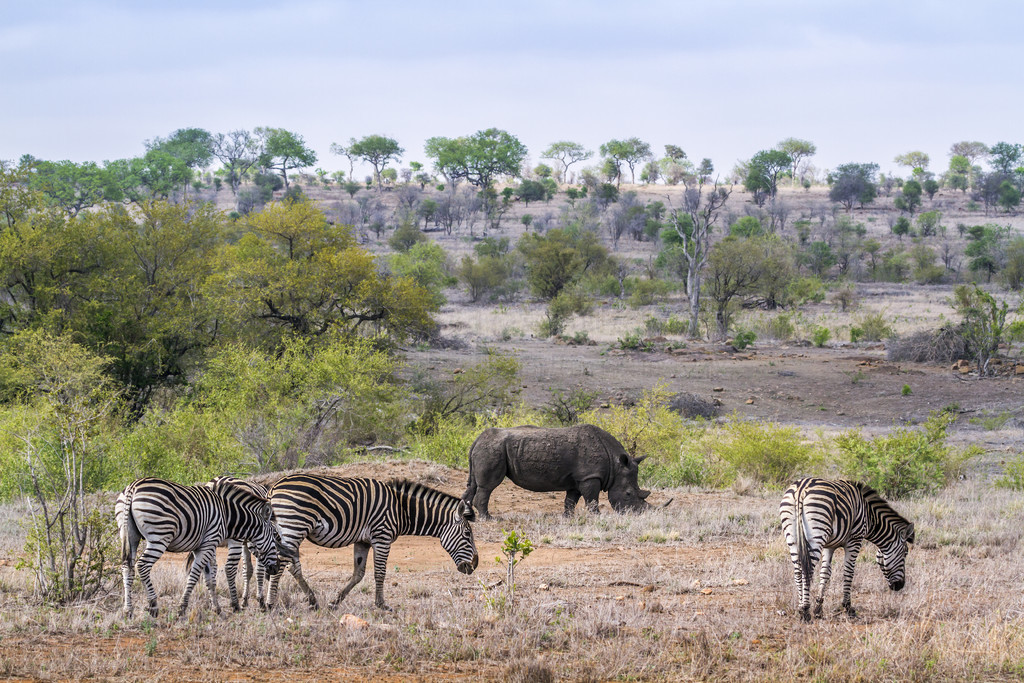  Equus quagga burchellii  Ceratotherium simum simumϷǿ³ҹ԰ƽԭϲϬţ