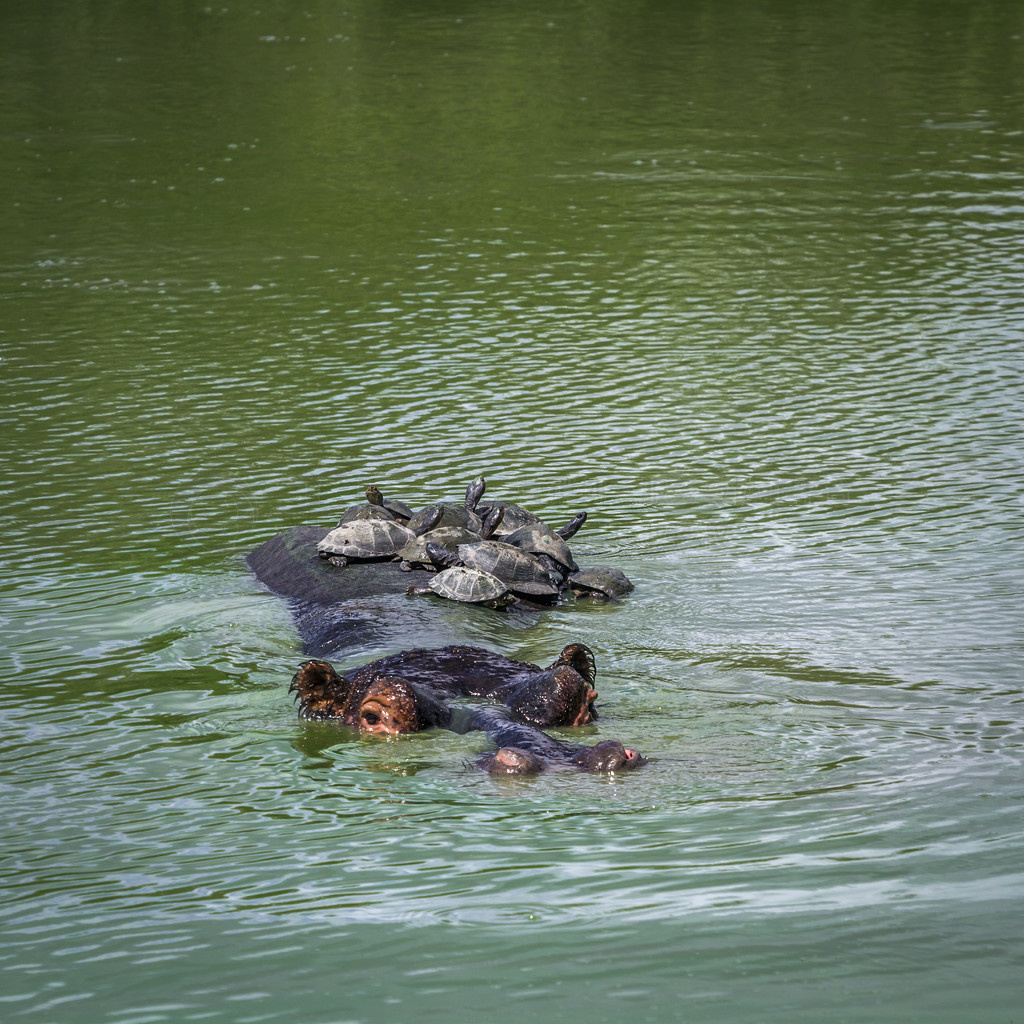 ͽǹϷǿ³ҹ԰ıϢֺ amphibius  Chersina angulata Ϸǿ³ҹ԰ĺ