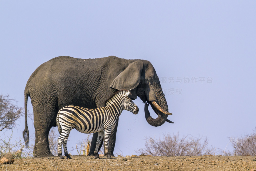  Equus quagga burchellii  LoxodontaafricanaϷǿ³ҹ԰ƽԭͷ޴