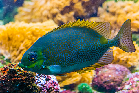 橙色斑点兔鱼特写,色彩缤纷的热带水族馆宠物,来自印度太平洋的异国