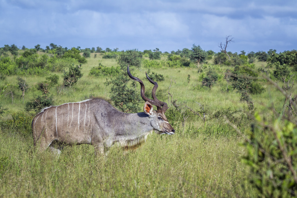 Ϸǿ³ҹ԰ɫԭϵĴ繫ţƵ Tragelaphus strepsiceros 塣Ϸǿ³ҹ԰Ĵ