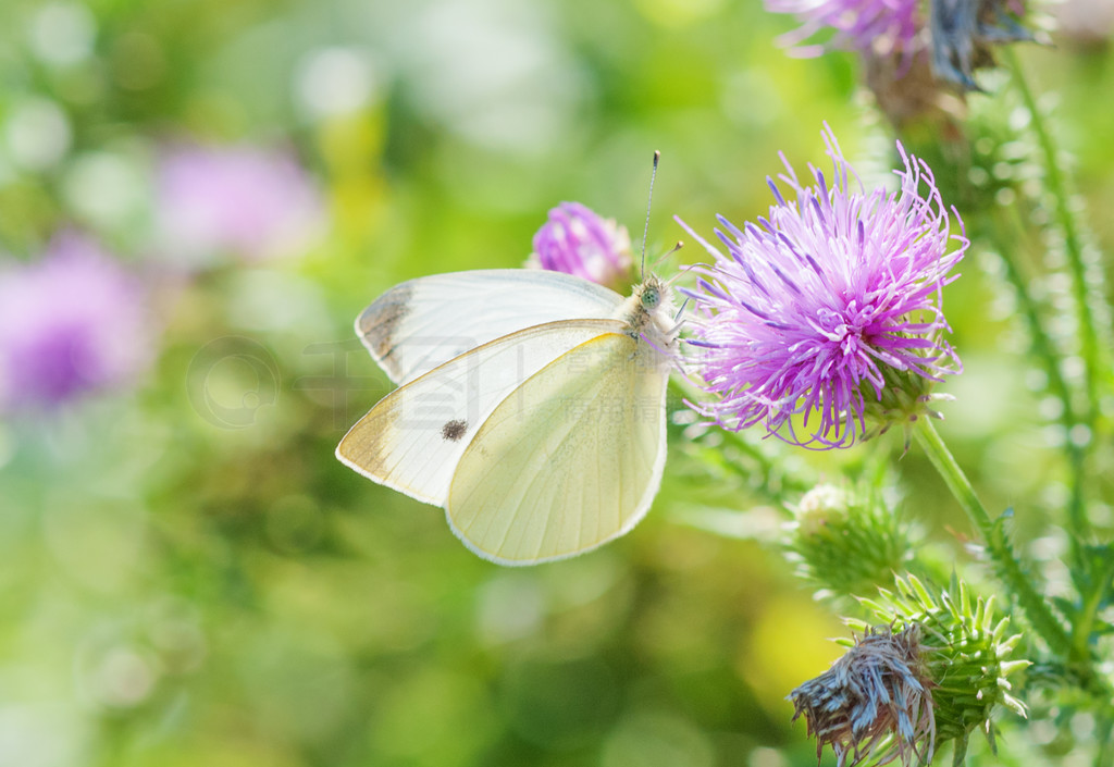 ŷ޴ײ˺ (Pieris brasicae) ļݵϴӷۺɫкȻ