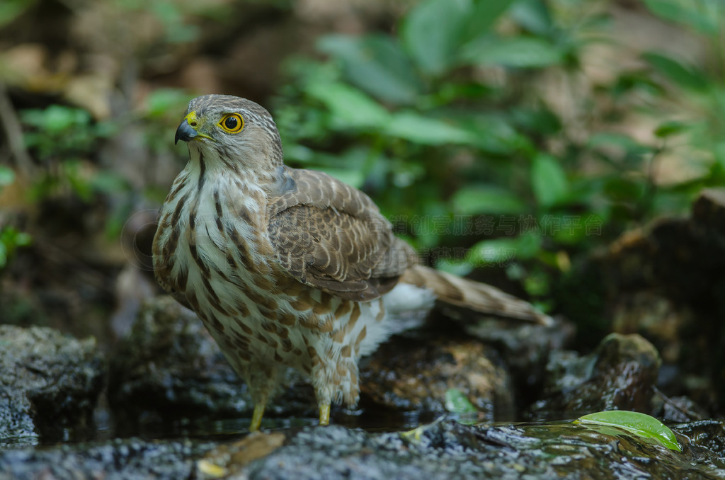 背景高清图片_泰国自然中的 Besra Sparrowhawk (Accipiter virgatus fuscipectus)_风景名胜免费 ...