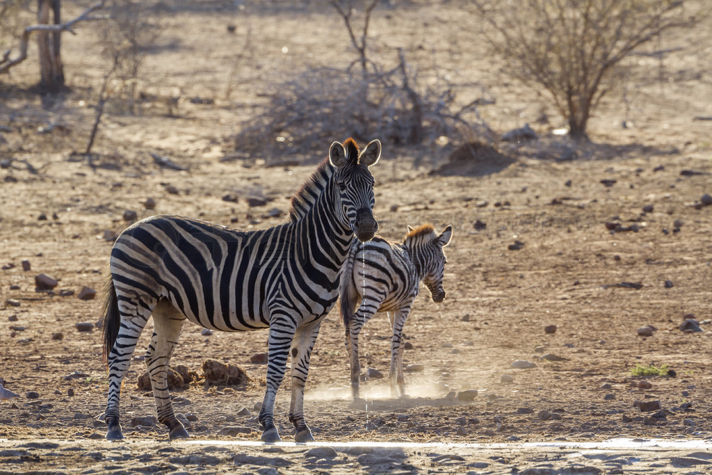  Equus quagga burchellii ơϷǿ³ҹ԰ƽԭ