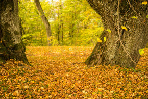 在老树的草地上，秋天的树叶呈温暖、阳光的颜色