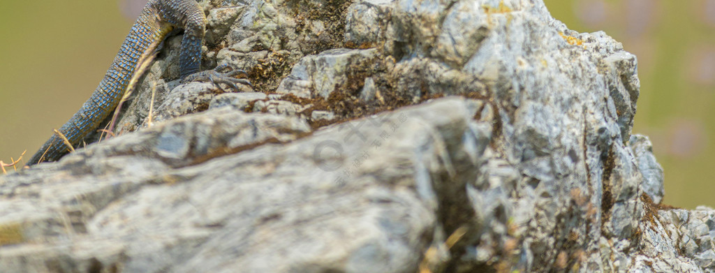 喜马拉雅岩蜥蜴， Paralaudakia 喜马拉雅山，北阿坎德邦，印度，