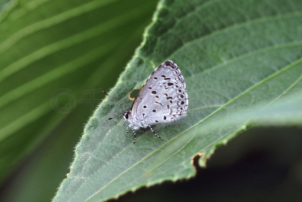 Common Hedge BlueһֳӡɭеĿٷеĺ