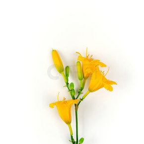 白色背景中的黄花黄花菜，顶视图