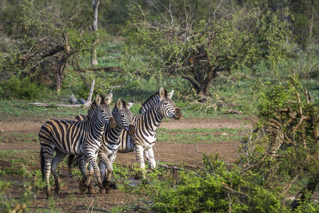  Equus quagga burchellii ƵĿơϷǿ³ҹ԰ƽԭ