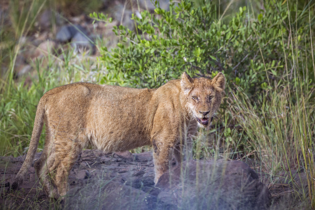 Ϸǿ³ҹ԰ɫľеʨèƵ Panthera leo 塣Ϸǿ³ҹ԰ķʨ