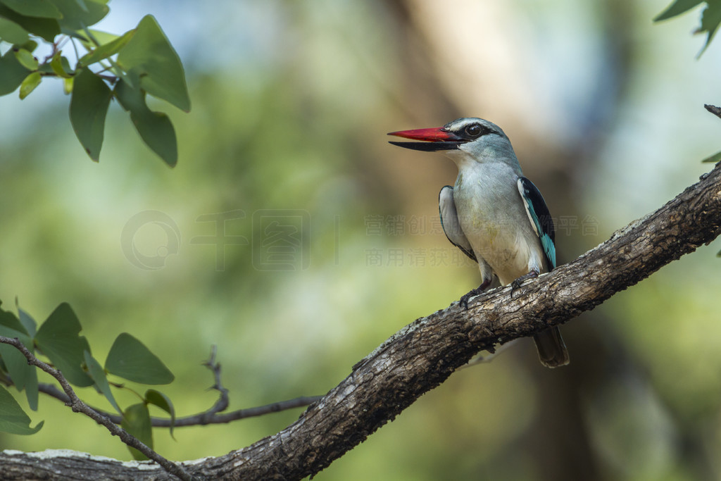 Alcedinidae  Halcyon senegalensis 塣Ϸǿ³ҹ԰ֵش