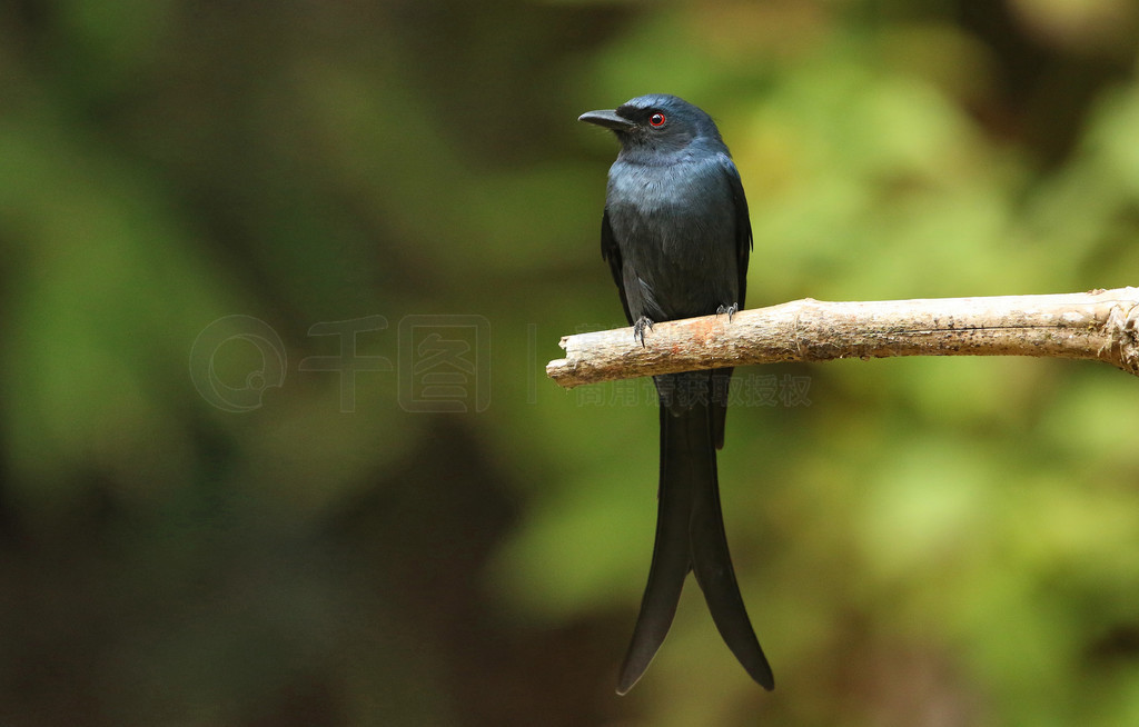 Black Drongo, Dicrurus macrocercus, Ganeshgudi, ˰, ӡ