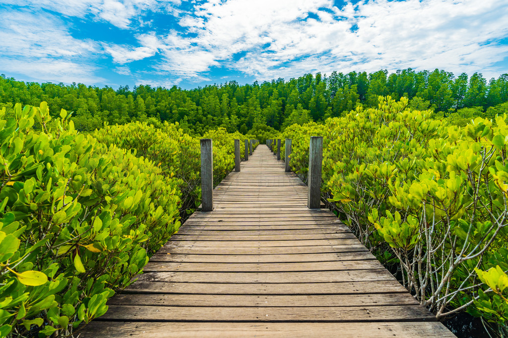 ̩ʡ Tung Prong Thong  Golden Mangrove Field ľ