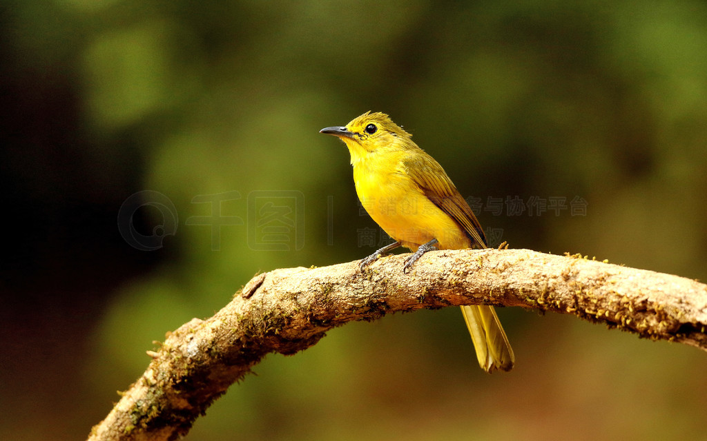 Yellow browedbulbul, Acritillas indica, Ganeshgudi, Karnataka, India.. Yellow browed bulbul, Acritil