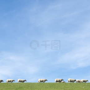 荷兰北部弗里斯兰省草堤上蓝天下的白羊