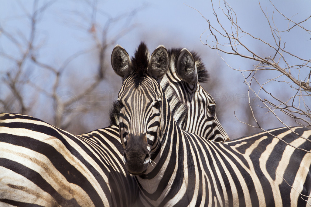  Equus quagga burchellii ƵĿơ²ж