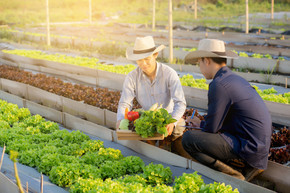 两名亚洲年轻男子在水培农场检查和采摘有机新鲜蔬菜，并为优质农产品、小企业主概念编写记录文件种植叶子。