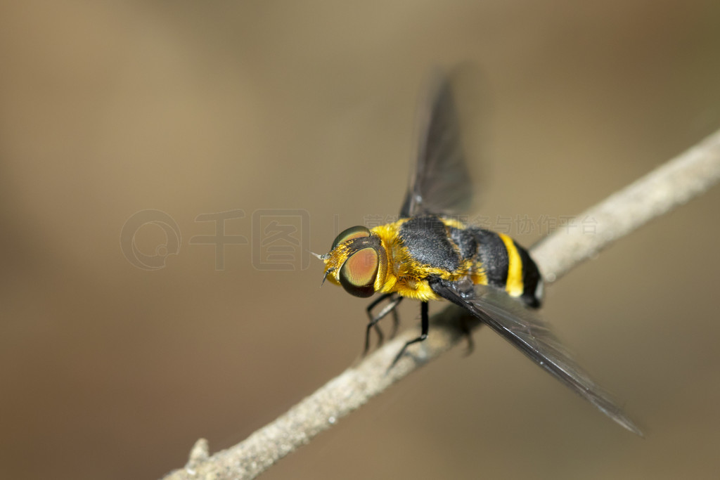 Ȼµ֦ϵ hoverfly(Syrphidae) ͼ档