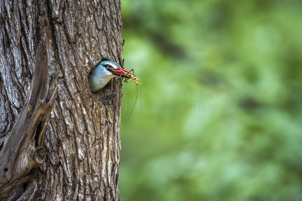 Alcedinidae  Halcyon senegalensis 塣Ϸǿ³ҹ԰ֵش