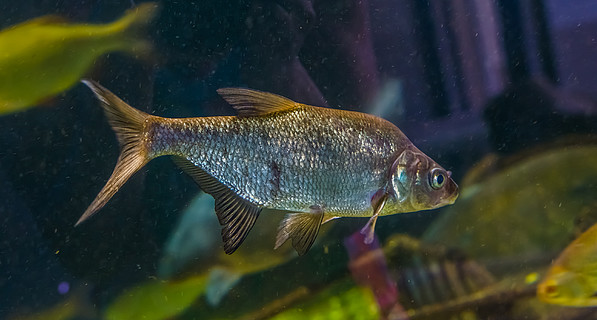 一只普通鲷鱼在水中游泳的特写,闪亮的银鱼,水产养殖中的流行宠物
