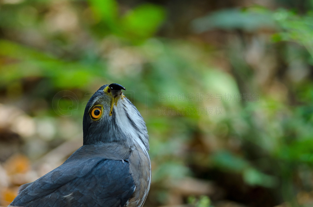 ̩Ȼеķͷӥ (Accipiter trivirgatus)